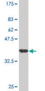 Monoclonal Anti-IHH antibody produced in mouse clone 2F3, purified immunoglobulin, buffered aqueous solution