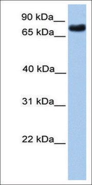 Anti-TLE2 antibody produced in rabbit affinity isolated antibody