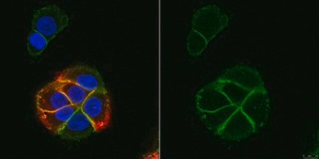 Anti-CD318 (CD6L) Antibody, clone 3A11 clone 3A11, from mouse