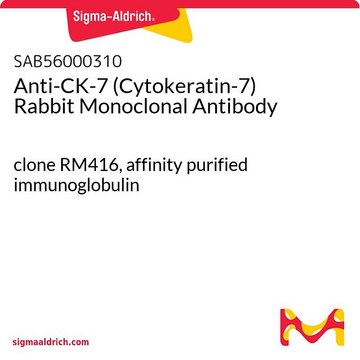 Anti-CK-7 (Cytokeratin-7) Rabbit Monoclonal Antibody clone RM416, affinity purified immunoglobulin