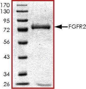 FGFR2 (285-end), active, GST tagged human PRECISIO&#174; Kinase, recombinant, expressed in baculovirus infected Sf9 cells, &#8805;80% (SDS-PAGE), buffered aqueous glycerol solution