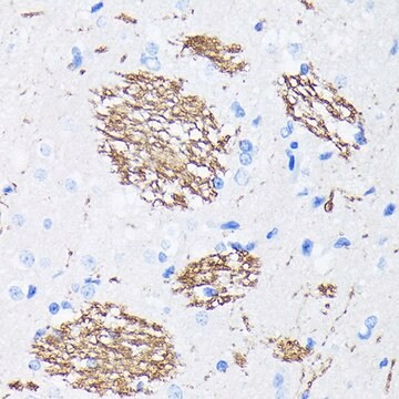 Anti- APP antibody produced in rabbit