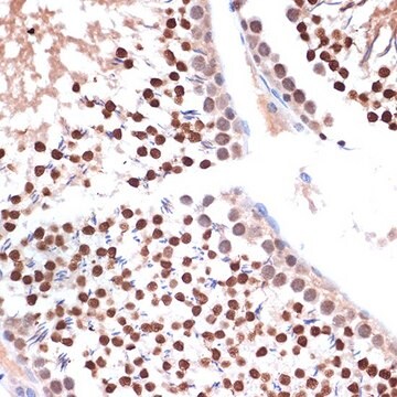 Anti-NUP153 antibody produced in rabbit