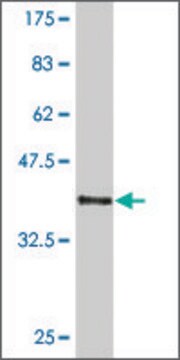 ANTI-HEYL antibody produced in mouse clone 3H8, purified immunoglobulin, buffered aqueous solution