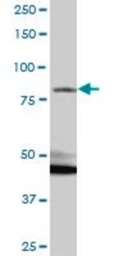 Anti-RP1-21O18.1 antibody produced in mouse IgG fraction of antiserum, buffered aqueous solution