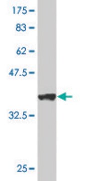 Monoclonal Anti-VDAC1 antibody produced in mouse clone 4C4, purified immunoglobulin, buffered aqueous solution