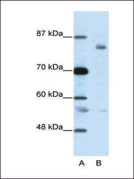 Anti-LZTR1 antibody produced in rabbit IgG fraction of antiserum