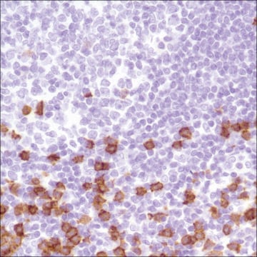 Anti-CD8 antibody, Rabbit monoclonal clone SP239, recombinant, expressed in proprietary host, affinity isolated antibody