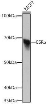 Anti-ESR&#945; Antibody, clone 4L8K5, Rabbit Monoclonal