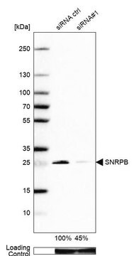 抗SNRPB抗体 ウサギ宿主抗体 Prestige Antibodies&#174; Powered by Atlas Antibodies, affinity isolated antibody