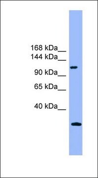 Anti-KIAA0226 antibody produced in rabbit affinity isolated antibody