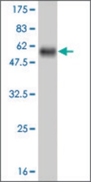 Monoclonal Anti-NFE2L2 antibody produced in mouse clone 2D5, purified immunoglobulin, buffered aqueous solution