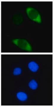 Anti-Cas9-Antikörper, Klon&nbsp;7A9 clone 7A9, from mouse