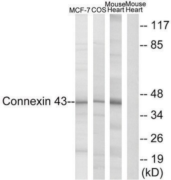 Anti-Connexin 43 antibody produced in rabbit affinity isolated antibody