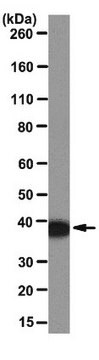 Anti-Annexin A1 Antibody, clone CPTC-ANXA1-2 clone CPTC-ANXA1-2, from mouse