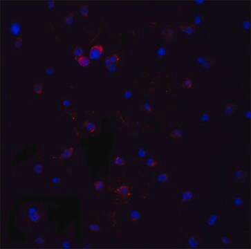 Anti-MYD88 (ab2) antibody produced in rabbit affinity isolated antibody, buffered aqueous solution