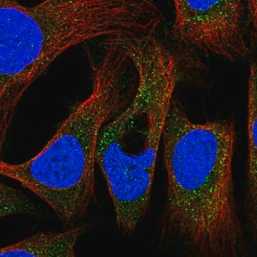 Anti-PEX19 antibody produced in rabbit Prestige Antibodies&#174; Powered by Atlas Antibodies, affinity isolated antibody