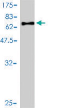 Monoclonal Anti-IL13RA1 antibody produced in mouse clone 1F5, purified immunoglobulin, buffered aqueous solution