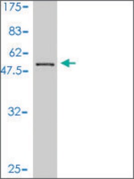 Monoclonal Anti-BM039 antibody produced in mouse clone 4A5-1C11, purified immunoglobulin, buffered aqueous solution