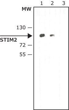 Anti-STIM2 兔抗 ~1.0&#160;mg/mL, affinity isolated antibody, buffered aqueous solution