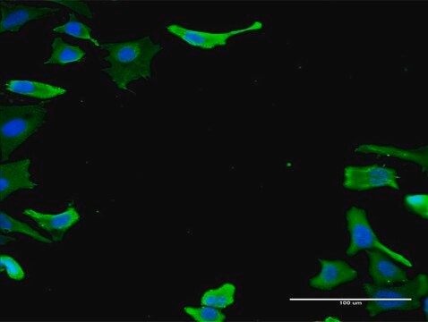 Monoclonal Anti-TUBA1B antibody produced in mouse clone 2E8, purified immunoglobulin, buffered aqueous solution