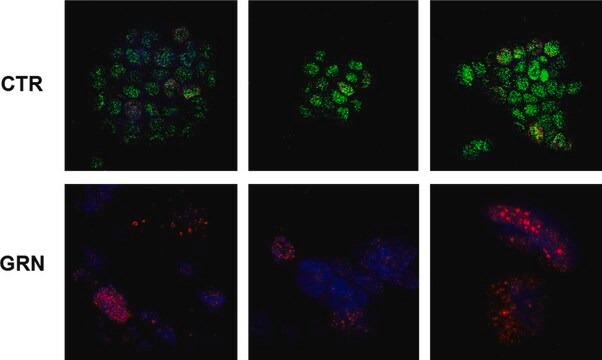 Anti-Histone H2A.X Antibody serum, Upstate&#174;