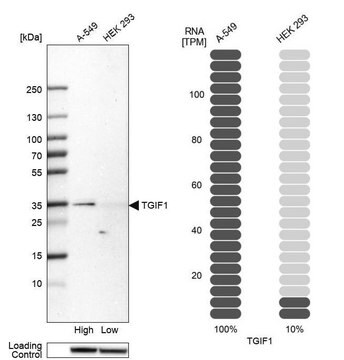 Anti-TGIF1 antibody produced in rabbit Prestige Antibodies&#174; Powered by Atlas Antibodies, affinity isolated antibody