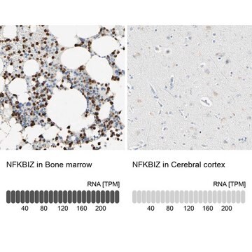 Anti-NFKBIZ antibody produced in rabbit Prestige Antibodies&#174; Powered by Atlas Antibodies, affinity isolated antibody, buffered aqueous glycerol solution