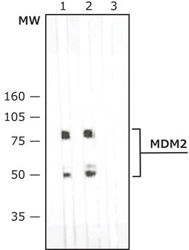 モノクロナール抗MDM2 マウス宿主抗体 ~2&#160;mg/mL, clone MD-219, purified immunoglobulin, buffered aqueous solution