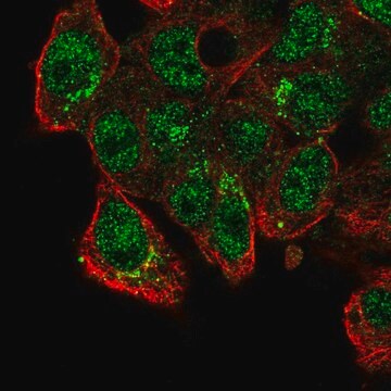 Anti-CADPS2 antibody produced in rabbit Prestige Antibodies&#174; Powered by Atlas Antibodies, affinity isolated antibody