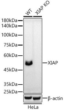 [KO Validated]Anti-XIAP Antibody, clone 5S5Q7, Rabbit Monoclonal