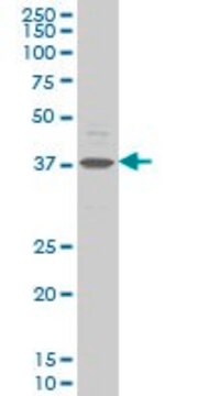 Monoclonal Anti-CHST11 antibody produced in mouse clone 4F1, purified immunoglobulin, buffered aqueous solution