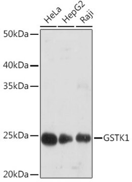 Anti-GSTK1 Antibody, clone 7J5B3, Rabbit Monoclonal