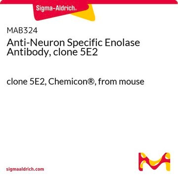 Anticuerpo anti-enolasa neuroespecífica, clon 5E2 clone 5E2, Chemicon&#174;, from mouse