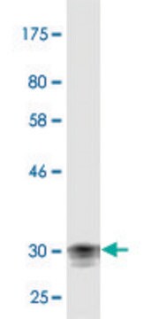 Monoclonal Anti-CDSN antibody produced in mouse clone 5B4, purified immunoglobulin, buffered aqueous solution