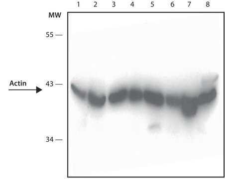 Anti-Actin antibody, Mouse monoclonal clone MM2/193, purified from hybridoma cell culture