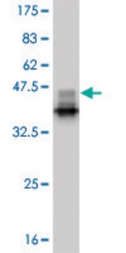 Monoclonal Anti-SMAD9 antibody produced in mouse clone 1B5, purified immunoglobulin, buffered aqueous solution