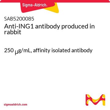 Anti-ING1 antibody produced in rabbit 250&#160;&#956;g/mL, affinity isolated antibody