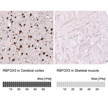 Monoklonalny anty-RBFOX3 Prestige Antibodies&#174; Powered by Atlas Antibodies, clone CL11896, purified immunoglobulin, buffered aqueous glycerol solution