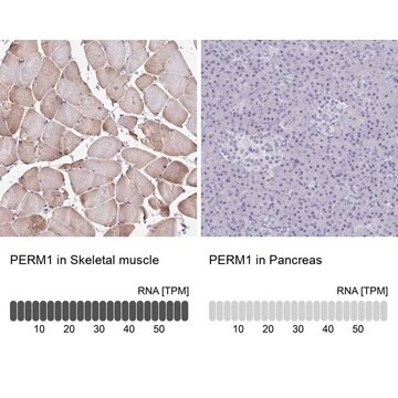 Anti-PERM1 antibody produced in rabbit Prestige Antibodies&#174; Powered by Atlas Antibodies, affinity isolated antibody, buffered aqueous glycerol solution