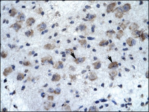 Anti-KCNH5 (AB1) antibody produced in rabbit affinity isolated antibody