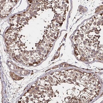 Anti-SMYD3 antibody produced in rabbit Prestige Antibodies&#174; Powered by Atlas Antibodies, affinity isolated antibody