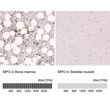 Monoclonal Anti-Mpo Antibody Produced In Mouse Prestige Antibodies&#174; Powered by Atlas Antibodies, clone CL14976, affinity isolated antibody, buffered aqueous glycerol solution