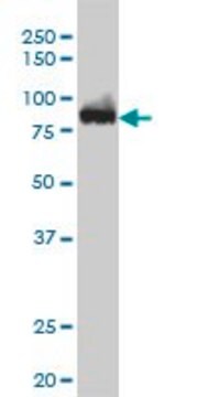 Monoclonal Anti-CSE1L antibody produced in mouse clone 3F8, ascites fluid, solution