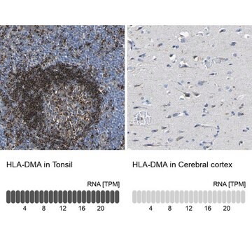 Anti-HLA-DMA antibody produced in rabbit Prestige Antibodies&#174; Powered by Atlas Antibodies, affinity isolated antibody, buffered aqueous glycerol solution