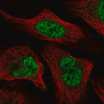 Anti-WAC antibody produced in rabbit Prestige Antibodies&#174; Powered by Atlas Antibodies, affinity isolated antibody