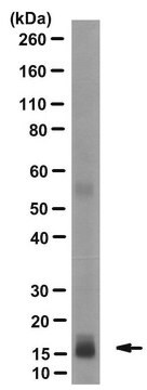 Anti-Bax Antibody, clone 6A7 from mouse