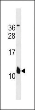 ANTI-KCNE2(C-TERMINAL) antibody produced in rabbit affinity isolated antibody, buffered aqueous solution