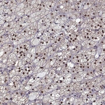 抗NR4A1 兔抗 Prestige Antibodies&#174; Powered by Atlas Antibodies, affinity isolated antibody