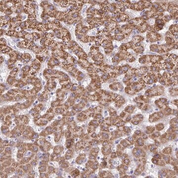 Anti-ACSM2A antibody produced in rabbit Prestige Antibodies&#174; Powered by Atlas Antibodies, affinity isolated antibody, buffered aqueous glycerol solution